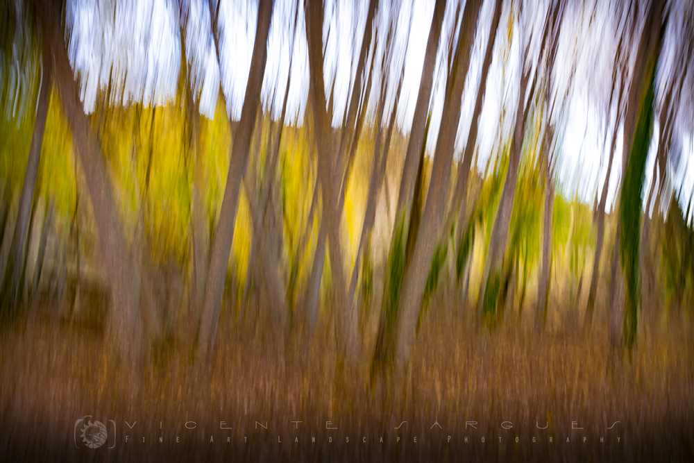 Bosque abstracto