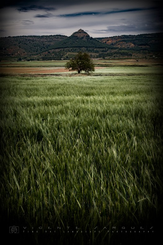 Monte y arbol