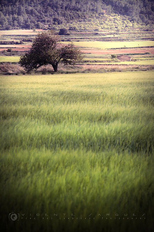 Campos de cereales. Titaguas Campos de cereales. Titaguas
