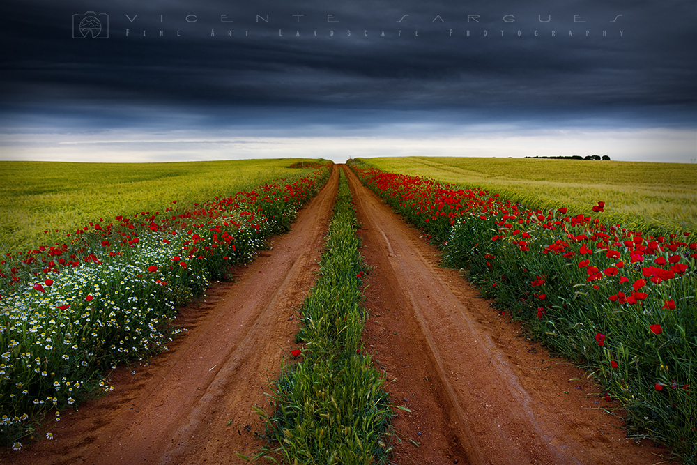 Camino entre flores